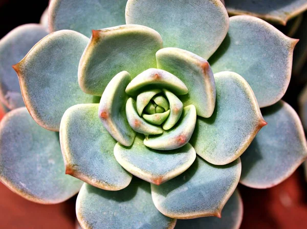 Makro Echeveria tavus kuşu üst görünüm kaktüs sulu bitki, echeveria desmetiana, tavus kuşu, Meksika mavisi ile ilgilenen Variegata, arka plan, kapanış ve detay için güzel roketler 