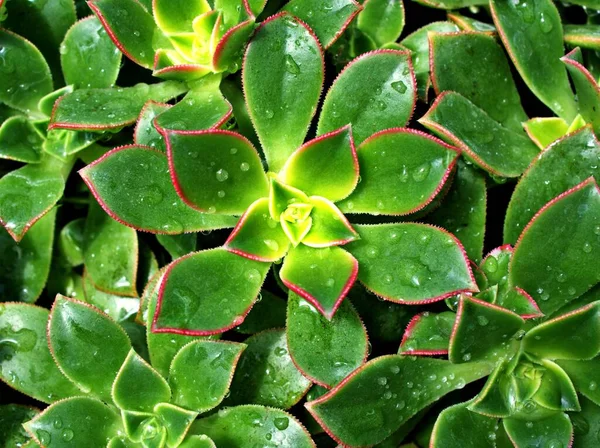 閉鎖多肉植物エオニウムHavaluii Haworthのエオニウムキウイ ペルカルネウム 夢の色 シュールな多肉植物 ピンクホイールその多くの魅力的なロゼットのために 背景の緑の葉 — ストック写真