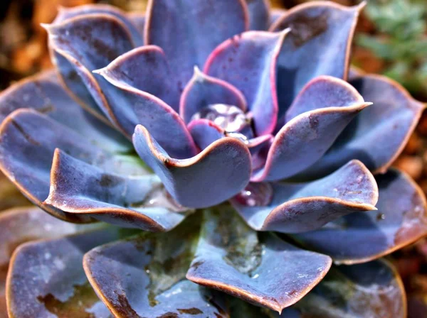 Closeup Succulent Plants Echeveria Lilacina Purple Ghost Echeveria Mexican Hens — Stock Photo, Image