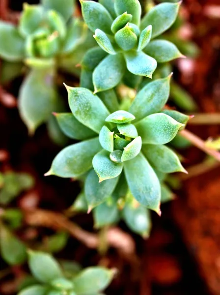 Gros Plan Plante Succulente Pachyphytum Hookeri Caractéristiques Argenté Bleu Vert — Photo