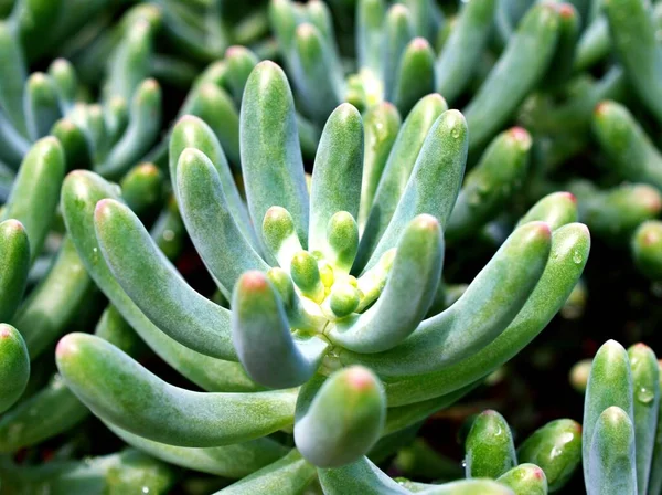 Closeup Succulent Plants Jelly Bean Sedum Rubrotinctum Pork Beans Desert — Stock Photo, Image