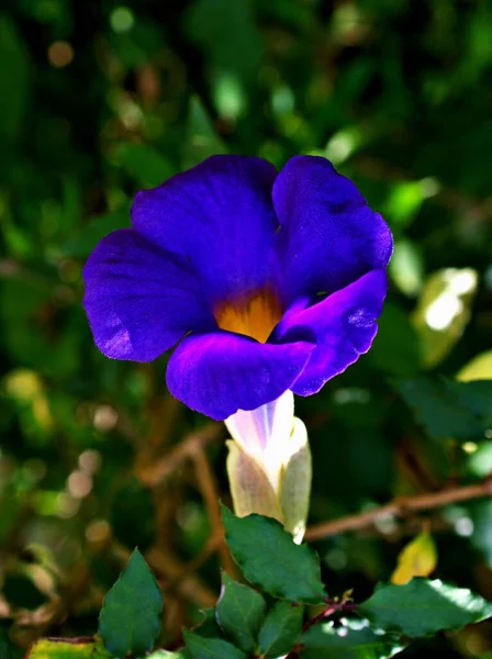 Flor Azul Thunbergia Erecta Planta Jardín Una Especie Trepadora Perenne —  Fotos de Stock