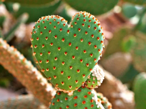 Closeup Cactus Bunny Ear Plant Opuntia Microdasys Opuntioid Cacti Heart — Stock Photo, Image