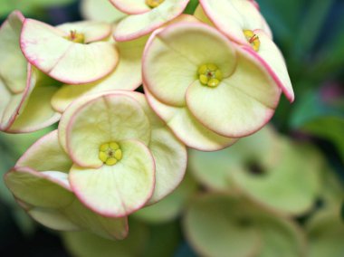 Sarı dikenli taç, İsa bitkisi, Euphoria Milii, İsa dikeni, Euphorbia, dev Tayland kırmızısı, Euphorbiaceae geroldii çöl sulu bitki sulu bitki, arka plan için makro görüntü