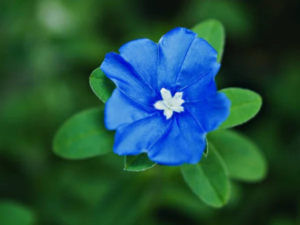 Blaue Blume Evolvulus Glomeratus Evolvulus Nuttallianus Morgenruhm Shaggy Zwergblütenpflanze Mit — Stockfoto