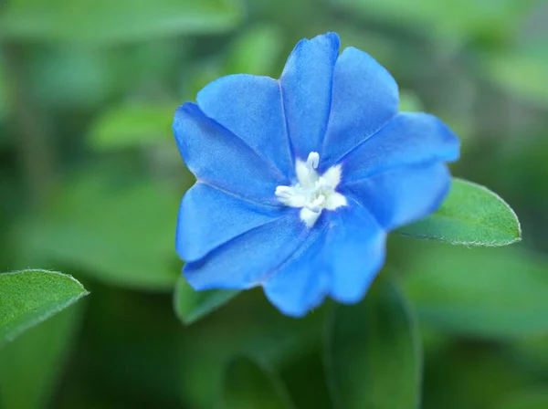Голубой Цветок Evolvulus Glomeratus Evolvulus Nuttallianus Утренней Славы Шагги Карликовый — стоковое фото