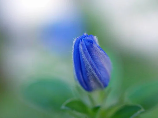 Niebieski Kwiat Evolvulus Glomeratus Evolvulus Nuttallianus Rano Chwała Kudłaty Karzeł — Zdjęcie stockowe