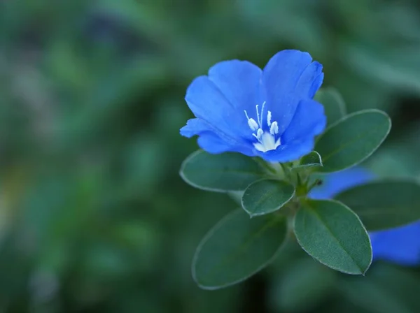 Blaue Blume Evolvulus Glomeratus Evolvulus Nuttallianus Morgenruhm Shaggy Zwergblütenpflanze Mit — Stockfoto