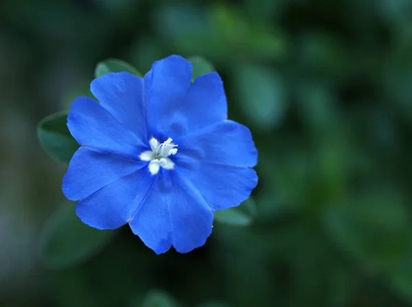 Flor Azul Evolvulus Glomeratus Evolvulus Nuttallianus Morning Glory Planta Floreciente —  Fotos de Stock