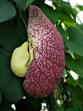 Yakın plan Aristolochia littoralis gigantea calico flower veya zarif direğe benzeyen çiçekler koyu kırmızı, Birthwort, Pipevine, Brezilya Hollandalısının piposu veya dev pelikan çiçeği, Masters