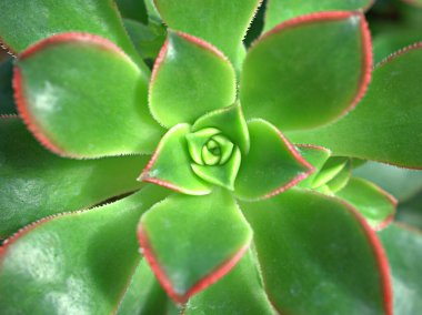 Yakın plan sulu bitkiler Aeonium haworthii Dream Rosettes, Kiwi Aeonium, Tricolor, Crassulaceae, Stonecrops, Kiwionium, makro görüntü, yeşillik, yemyeşil tonlar, yapraklar, kivi 