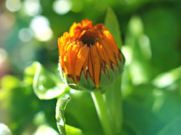 Laranja Amarela Flor Calêndula Officinalis Gitana Pote Sementes Calêndula Com — Fotografia de Stock