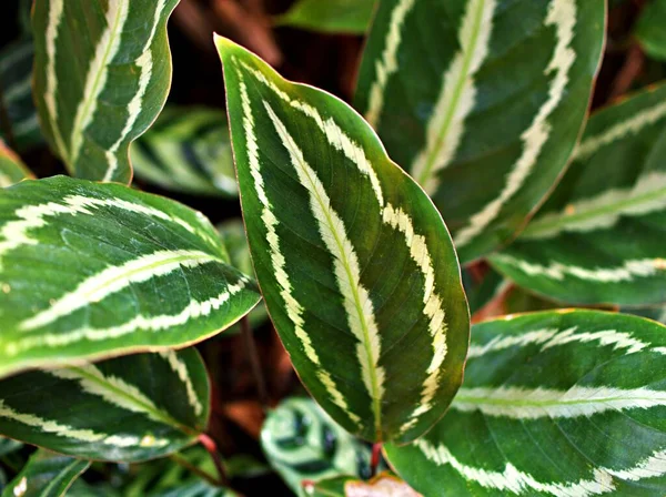緑色の白い葉 濃い緑色の葉Goeppertia Veitchiana植物 カラセアVeitchiana 空気浄化 カラセアメダリオン マランタ科 開花植物の種はブラジルの原産です — ストック写真