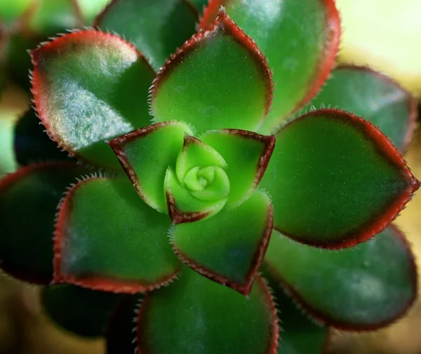 Closeup Succulent Plants Aeonium Haworthii Dream Color Rosettes Kiwi Aeonium — стокове фото