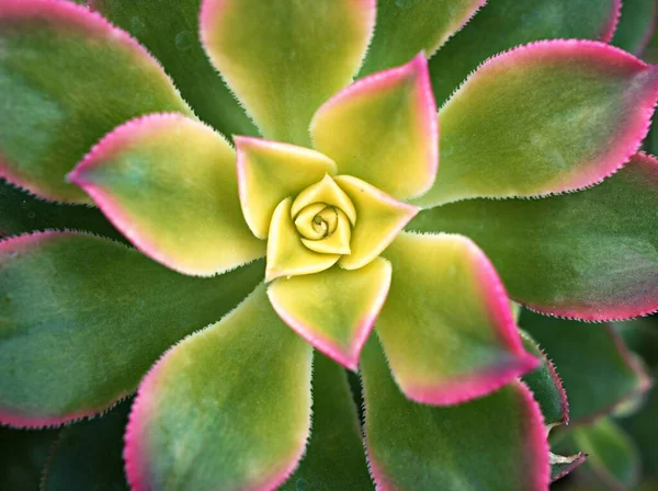 Nahaufnahme Sukkulente Aeonium Haworthii Dream Color Rosetten Kiwi Aeonium Tricolor — Stockfoto