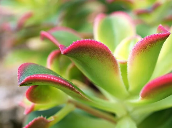 Közeli Zamatos Növény Aeonium Haworthii Dream Color Rosettes Kiwi Aeonium — Stock Fotó