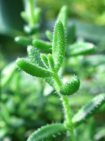 Ritka Zamatos Növény Delosperma Echinatum Pickles Növény Medusa Feje Jég — Stock Fotó