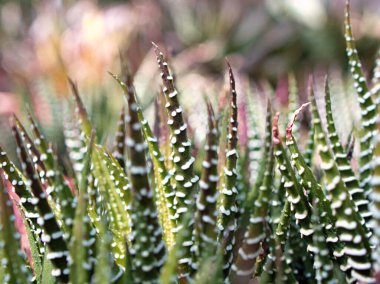 Sulu Zebra bitkisi, Haworthia Aloe Vera, İnci bitkisi, Zebra kaktüsü, Yıldız penceresi, Yastık Aloe, Haworthia fasciata Güney Afrika sulu, Asphodelaceae familyası, çekici çizgili kolye. 