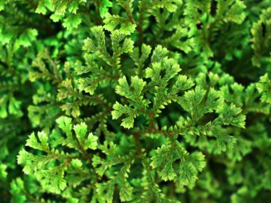Selaginella Tamariscina yosun bitkisi, Selaginella Kraussiana Brownii, Selaginellaceae, Krauss 'Spikemoss, Pin-Cushion, Spikemoss, Emerald Isle Spikemoss, Scotch Moss, Compact, Green Tones