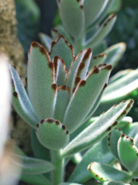 Chocolate Soldier Succulent Plant Kalanchoe Tomentosa Panda Plant Fuzzy Kalanchoes — 图库照片