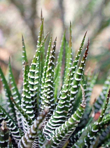 Planta Cebra Suculenta Haworthia Aloe Vera Planta Perla Cactus Cebra —  Fotos de Stock