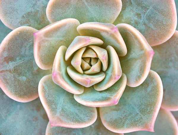 Macro Succulenta Pianta Cactus Echeveria Elegans Cavoli Rosati Rosette Foglia — Foto Stock