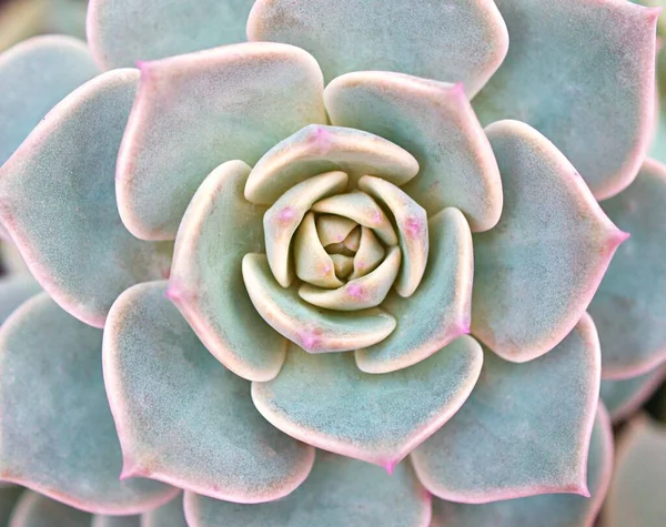 Μακρο Χυμώδες Φυτό Κάκτος Echeveria Elegans Ρόδινα Λάχανα Πλατύφυλλα Ροζέτες — Φωτογραφία Αρχείου