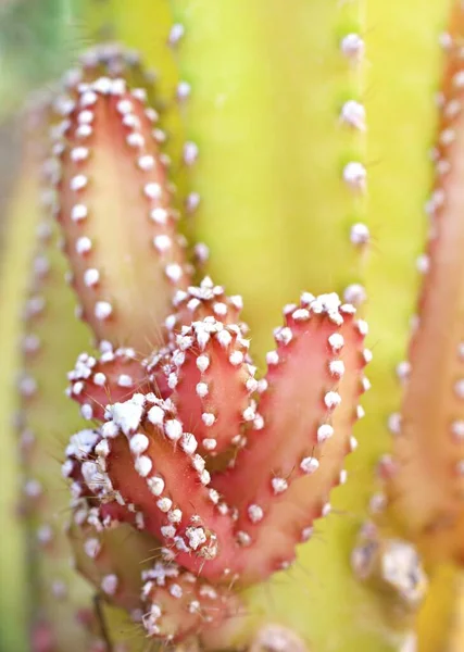 Closeup Green Cactus Acanthocereus Tetragonus Cereus Repandus Triangle Cactus Fairy — Stock Photo, Image