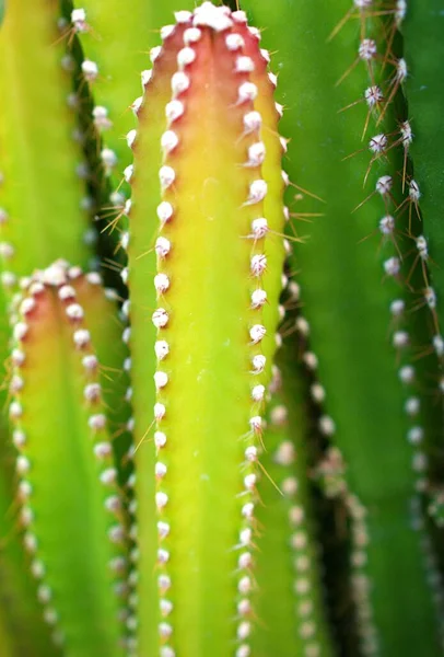 Közelkép Zöld Kaktusz Acanthocereus Tetragonus Cereus Repandus Háromszög Kaktusz Tündér — Stock Fotó