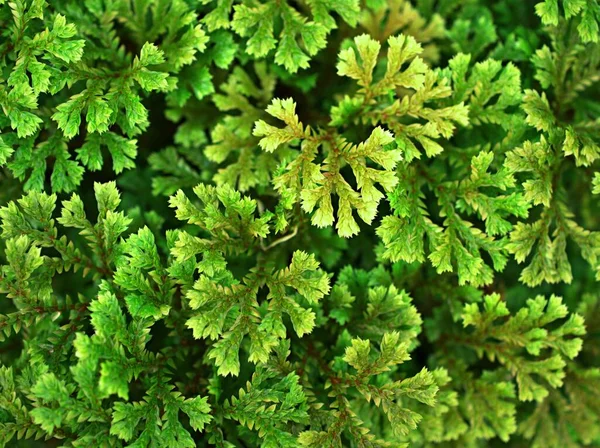 Folha Verde Selaginella Tamariscina Moss Plant Selaginella Kraussiana Brownii Selaginellaceae — Fotografia de Stock