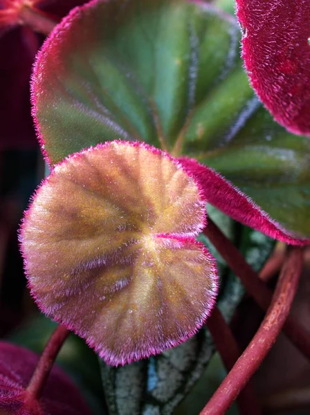 Dedaunan Merah Daun Bergambar Raja Begonia Begonia Bergambar Hybrid Rex — Stok Foto