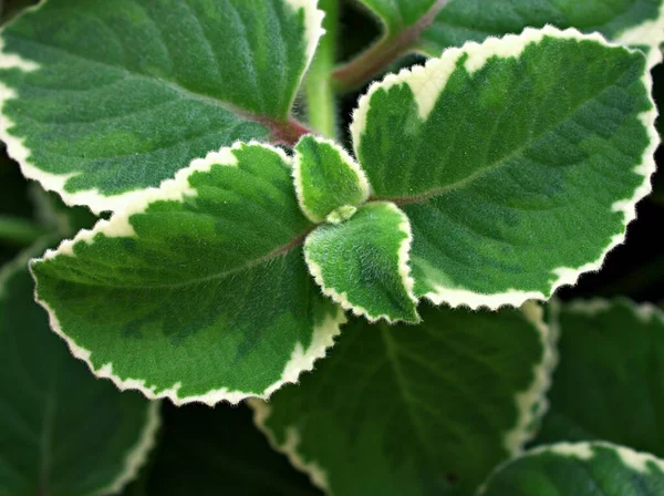 Yeşil Beyaz Izin Yemyeşil Hint Borage Plectranthus Amboinicus Variegatus Tropikal — Stok fotoğraf