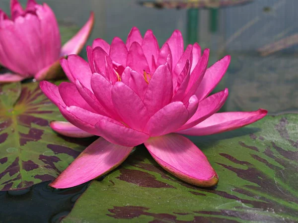Rózsaszín Vízililiom Nymphaea Nelumbo Nucifera Indiai Lótusz Szent Lótusz Egyszerű — Stock Fotó
