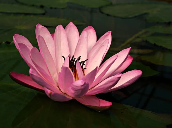 Rosa Seerosenblume Nymphaea Pubescens Haarige Seerose Ist Eine Wasserpflanze Mit — Stockfoto