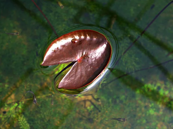 Zbliżenie Zielone Liści Lilii Wodnej Nymphaeaceae Lilie Wodne Fioletowy Liść — Zdjęcie stockowe