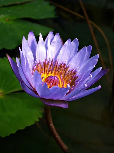 紫色の紫色の花の水ユリNymphaea Nucali Var Caerulea エジプトの蓮の植物 Nymphaeace マクロ画像 空青の花の熱帯水生植物 エジプトの青いユリ 神聖な青いユリ — ストック写真