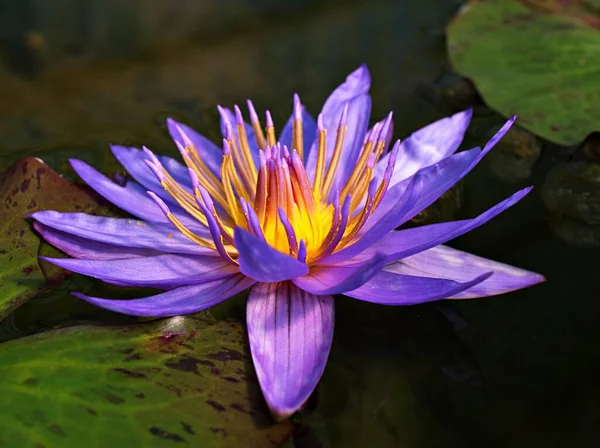 Purple Violet Flower Water Lily Nymphaea Nouchali Var Caerulea Egyptian — Stock Photo, Image