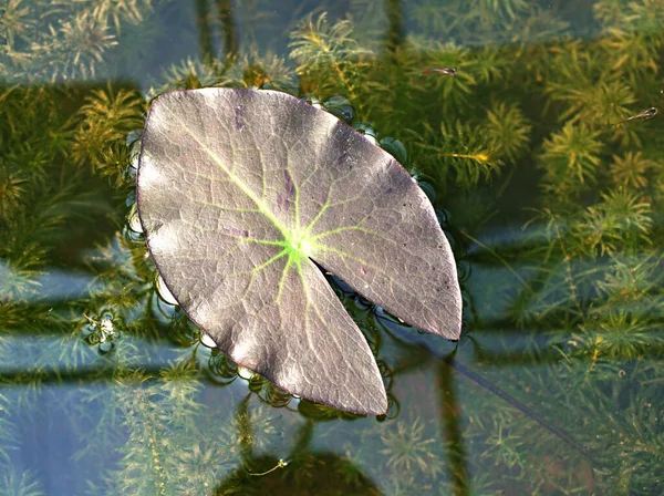 Closeup Green Foliage Water Lily Leaves Nymphaeaceae Water Lilies Purple — Stock Photo, Image