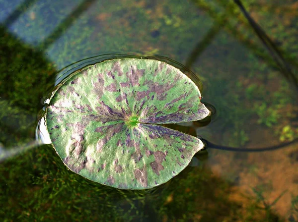 睡蓮の葉の緑の葉を閉じ Nymphaeace水ユリ紫色の葉植物 太陽と背景のための柔らかい選択的な焦点 熱帯植物 手紙のための無料のコピースペース — ストック写真