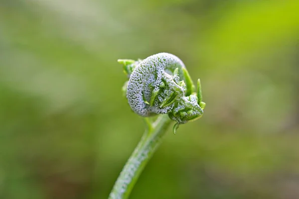 Młode Zielone Liście Kręcone Paprocie Roślin Polypodiopsida Lub Polypodiophyta Wiecznie — Zdjęcie stockowe