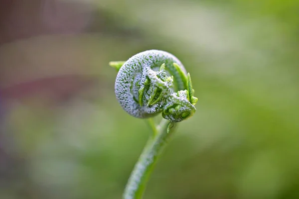Genç Yeşil Yapraklı Kıvırcık Eğrelti Otu Bitkisi Polipodiyopsida Veya Polipodiophyta — Stok fotoğraf