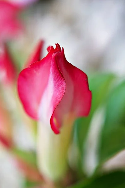 Pembe Çiçek Çölü Gülleri Adenyum Obesum Sahte Açelya Impala Zambağı — Stok fotoğraf
