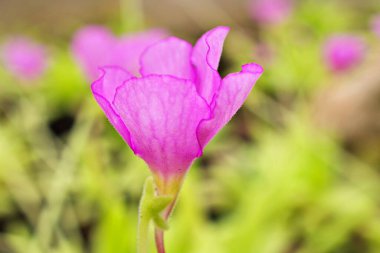 Mor pembe çiçek Araflora egzotik bitki daha fazla Butterworth Pinguicula x Weser moctezumae, Alchetron, etobur pinguicula Tina bitki, yumuşak seçici odak, tatlı arka plan için pastel renk