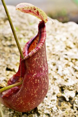 Sarı yırtıcı maymun kapları bitki, tropikal sürahi bitkileri, yumuşak seçici odaklı Nepenthes mirabilis, makro görüntü