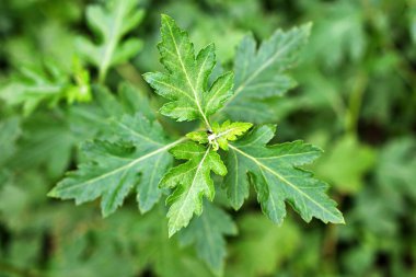 Kapalı yeşil yaprak Krizantem İndicum Link çiçekleri, yeşil yapraklar, yemyeşil, yemyeşil, yemyeşil doğa, çiçek çayı, bitki bitkisi 