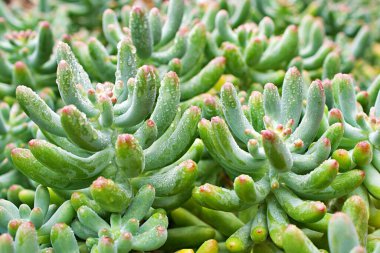 Lezzetli bitkiler, Sedum Rubrotinctum veya Sedum, domuz ve fasulye, yumuşak odaklı Crassulaceae, makro sulu bitki, yapraklar yaz aylarında yeşilden kırmızıya değişir.