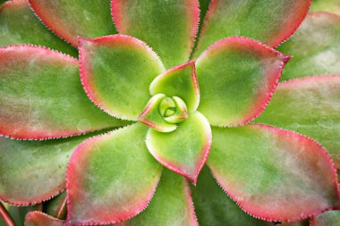 Yakın plan sulu bitkiler Aeonium haworthii Dream Rosettes, Kiwi Aeonium, Tricolor, Crassulaceae, Stonecrops, Kiwionium, makro görüntü, yeşillik, yemyeşil tonlar, yapraklar, kivi 