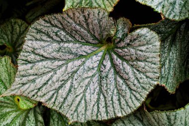 Yaprak yaprakları için kapalı yapraklı begonya bitkileri, peri begonyası Rexultorum, Heuchera Micrantha Reale gaydacısı Ornatum, Piper Sylvaticum, fundo verde frondoso, makro görüntü, doğa yaprakları