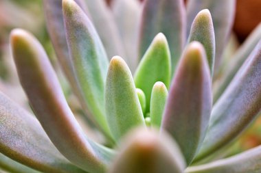 Yakın plan sulu bitkiler Pachyphytum hookeri Variegata, Salm Dyck gümüşi mavi-yeşil, Pachyphytum hookeri çeşitli, sivri yapraklar, yaprak uçları kırmızıya dönüyor, Echeveria, makro görüntü ,