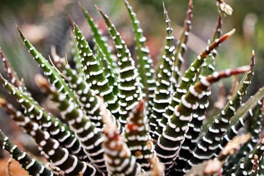 Sulu Zebra bitkisi, Haworthia Aloe Vera, İnci bitkisi, Zebra kaktüsü, Yıldız penceresi, Yastık Aloe, Haworthia fasciata Güney Afrika sulu, Asphodelaceae familyası, çekici çizgili kolye. 